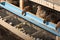 Quails and eggs in a cage on a farm