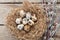 Quails eggs in nest