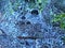 Quaint natural artwork iced morning dew on cobweb over forest floor in frosty autumn morning in macro view