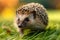 Quaint scene Hedgehog explores a green lawn, natures charm captured