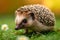 Quaint scene Hedgehog explores a green lawn, natures charm captured