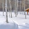 Quaking apens on snowy mountain in Park City Utah