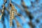 Quaking aspen catkins