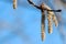 Quaking aspen catkins