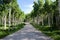 Quaking Aspen Trees along road