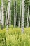 Quaking Aspen Trees and Helleboro