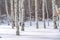 Quaking aspens against sunlit snow in Park City