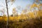 Quaking aspens display autumn gold colors in Utah.