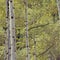 Quaking aspens in Lamb& x27;s Canyon, Wasatch Range, Utah