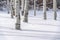 Quaking aspens on snowy ground in Park City Utah