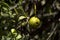 Quandong on Gnamma Trail, Hyden, WA, Australia