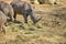 Quare-lipped rhinoceros that can be called also as white rhinoceros