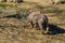 Quare-lipped rhinoceros that can be called also as white rhinoceros