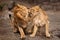 Quarrel lovers Lion male and lioness female conflict  the lioness snarls, a symbol of family relations and conflicts.  heads,