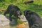 Quarrel of two Asiatic black bears Ursus thibetanus, also known as the moon bear or the Himalayan bear