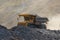 Quarry dumptruck working in a coal mine