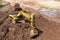 In a quarry with red clay, a yellow excavator with a large bucket