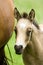 Quarter horse foal