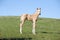 Quarter horse foal