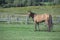 Quarter horse gelding standing in a field