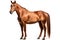 Quarter Horse Horse On White Background. Generative AI