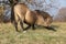 Quarter horse making a bow