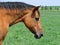 Quarter horse mare