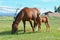 Quarter Horse Mare and Filly