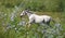Quarter horse mare  in green pasture