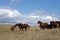 Quarter horse mares in pasture