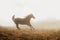 Quarter Horse Running in Fog