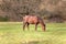 Quarter horse waiting outside and eat grass portrait