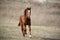 Quarterhorse colt