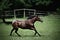 Quarterhorse in a pasture