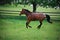 A quarterhorse running