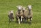 Quartet of Running Sheep