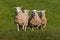 Quartet of Sheep Ovis aries Run Up Over Hill Autumn