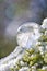 Quartz crystal closeup illuminated in sun