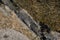 Quartz stripe running through sandstone rocks on the beach. Close up.