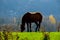 Quater horse in field