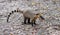 Quati also known as South American coati in Brazilian ecological park