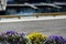 Quay flowers on ship parking backdrop