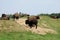 Quebec, bison in the Saint Felicien zoo