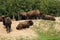 Quebec, bison in the Saint Felicien zoo