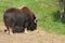 Quebec, bison in the Saint Felicien zoo