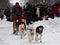 Quebec Carnival: Dog sled Race