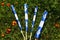 Quebec Flags. National Day Celebration Saint Jean Baptist. Holiday, June 24th, Province in Canada.