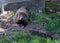 The Quebec Marmot