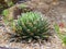 Queen Agave Agave Victoriae-Reginae