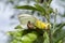 Queen Alexandra Butterfly on Pigeon Peas